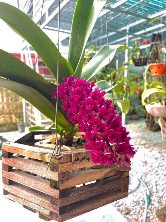 Vuon rau sach, nhieu cay an qua cua gia dinh Hoa hau Do Thi Ha-Hinh-10