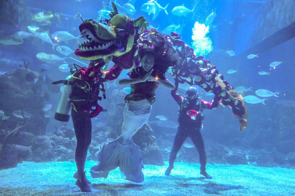 Các thợ lặn đem đến màn trình diễn lạ mắt khi mặc đồ múa lân và biểu diễn tại thủy cung Jakarta (Indonesia). Ảnh: Bay Ismoyo/AFP/Getty Images.