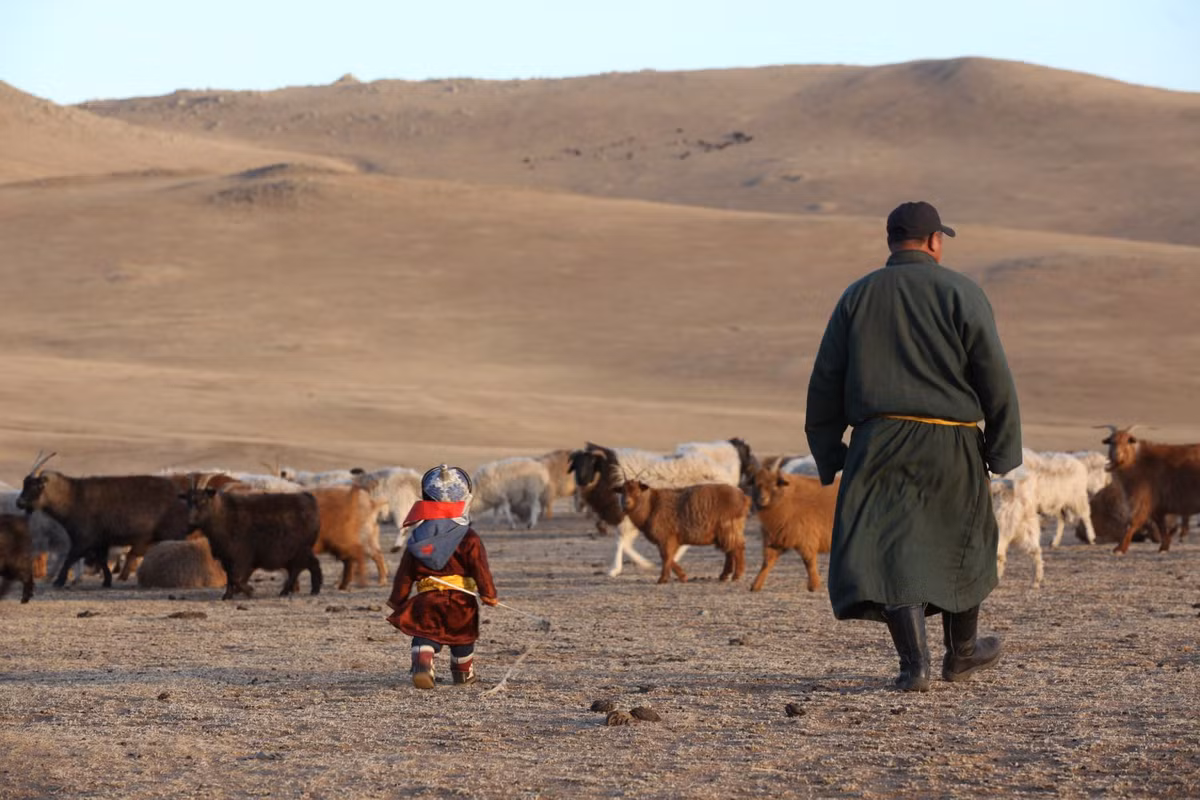 "Chúc đàn cừu béo tốt" là lời chúc mà người Mông Cổ thường dành cho nhau dịp Tết. Lý do là người Mông Cổ nuôi rất nhiều cừu. Loài này được xem trọng vì là nguồn lương thực chính. Ảnh: Medium.