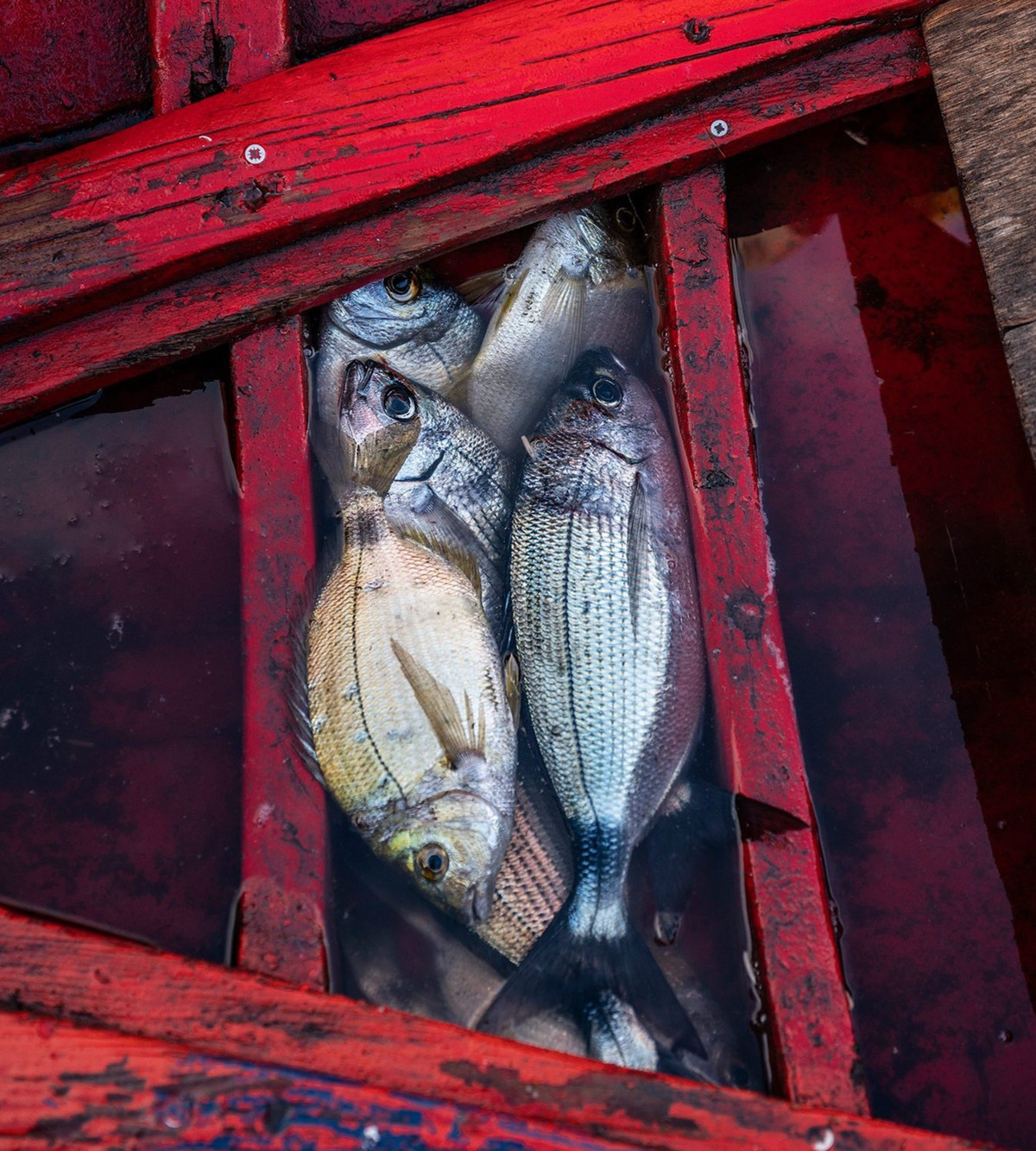 Tài nguyên biển dồi dào giúp ngư dân ở Stromboli đánh bắt được những loại cá tuyệt hảo như cá ngừ vây xanh, cá mú, cá vược...