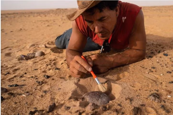 Paul Sereno, thành viên chính của nhóm khảo cổ, tiến hành quét bỏ lớp cát phủ trên mảnh hộp sọ của một di chỉ khoảng 8.000 năm tuổi.