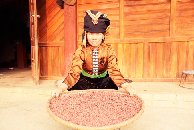 Trong loai cay co cu, boc ra hat do nhu son ban gia hoi-Hinh-7