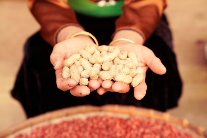 Trong loai cay co cu, boc ra hat do nhu son ban gia hoi-Hinh-2