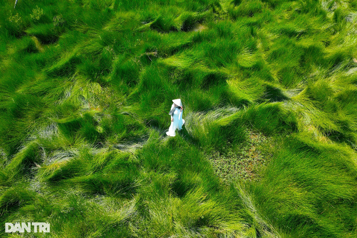 Nhiều ý kiến cho rằng đây là cánh đồng cỏ lác. Tuy nhiên, người dân địa phương khẳng định đây là cánh đồng cỏ năng. Ảnh: Cảnh December.