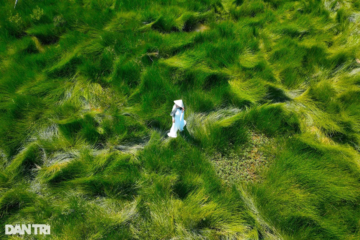 Nhiều ý kiến cho rằng đây là cánh đồng cỏ lác. Tuy nhiên, người dân địa phương khẳng định đây là cánh đồng cỏ năng. Ảnh: Cảnh December.