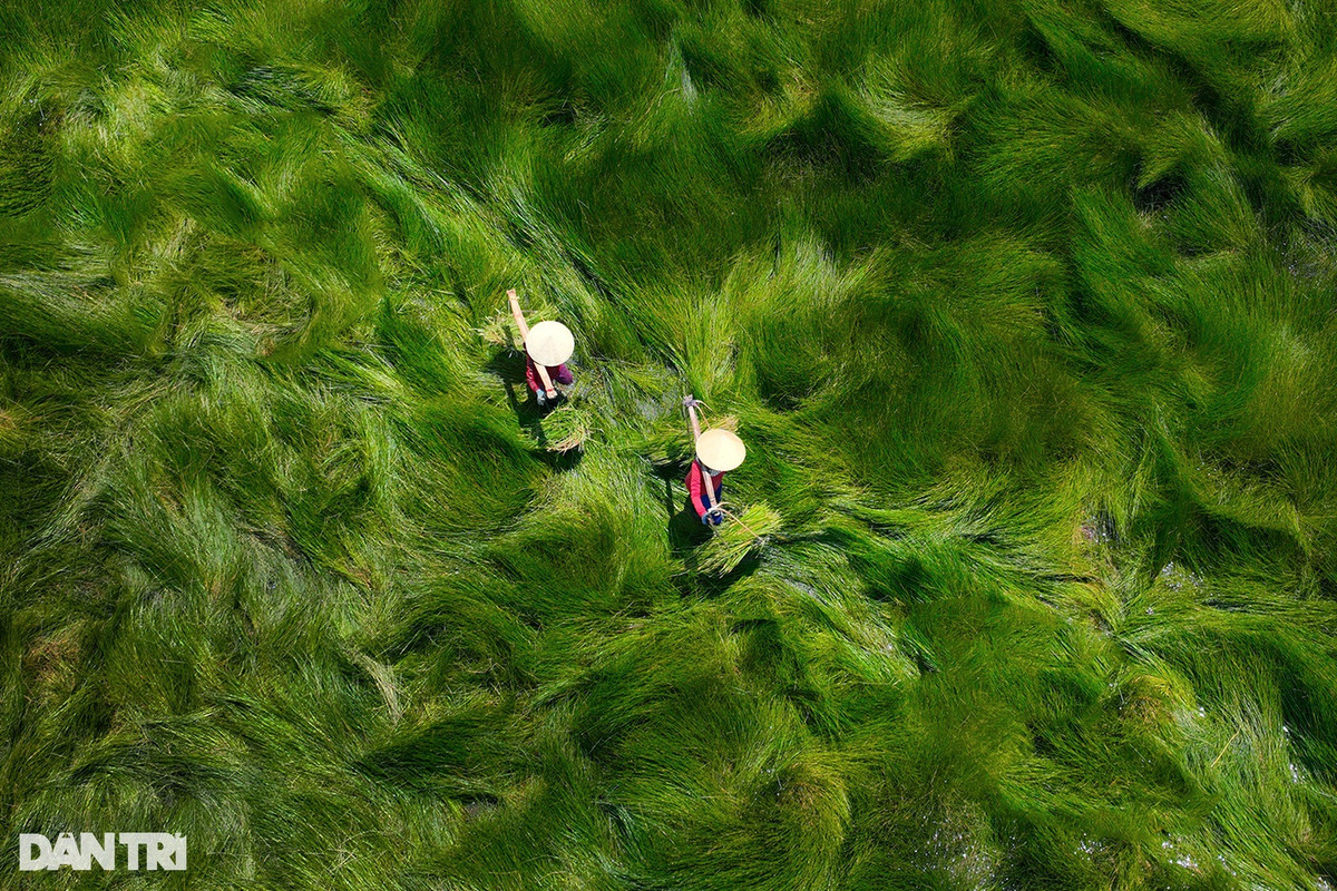 Trên đồng, những thảm cỏ xanh, những mảng màu xanh của cỏ khi tương phản với ánh sáng mặt trời, nhất là vào buổi sáng, tạo hiệu ứng "lượn sóng" sống động. Ảnh: Cảnh December.