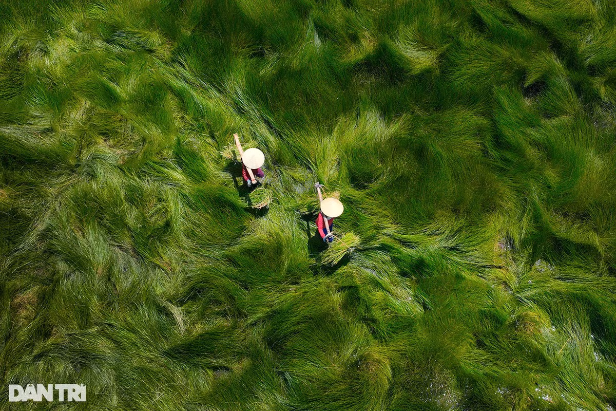 Trên đồng, những thảm cỏ xanh, những mảng màu xanh của cỏ khi tương phản với ánh sáng mặt trời, nhất là vào buổi sáng, tạo hiệu ứng "lượn sóng" sống động. Ảnh: Cảnh December.