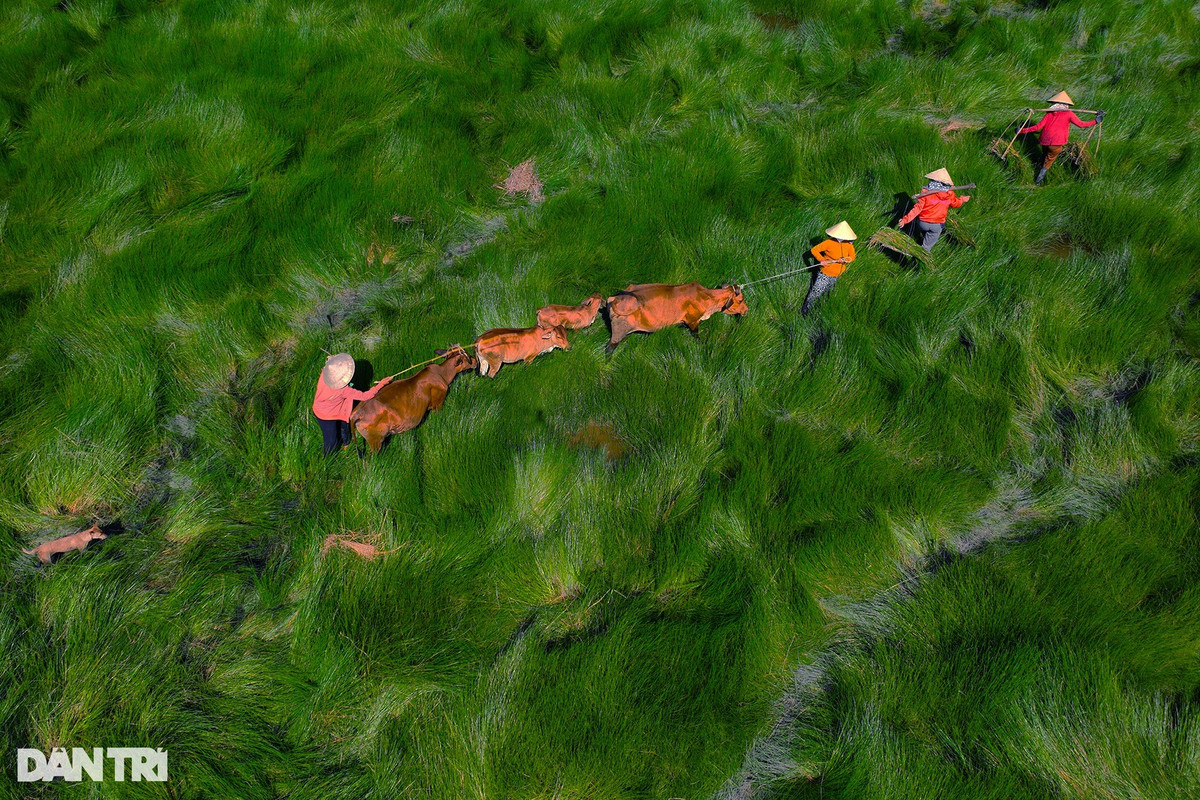 Tô điểm trên những mảng màu xanh đó là những người nông dân đội nón lá - hình ảnh truyền thống của người nông dân Việt. Ảnh: Cảnh December.