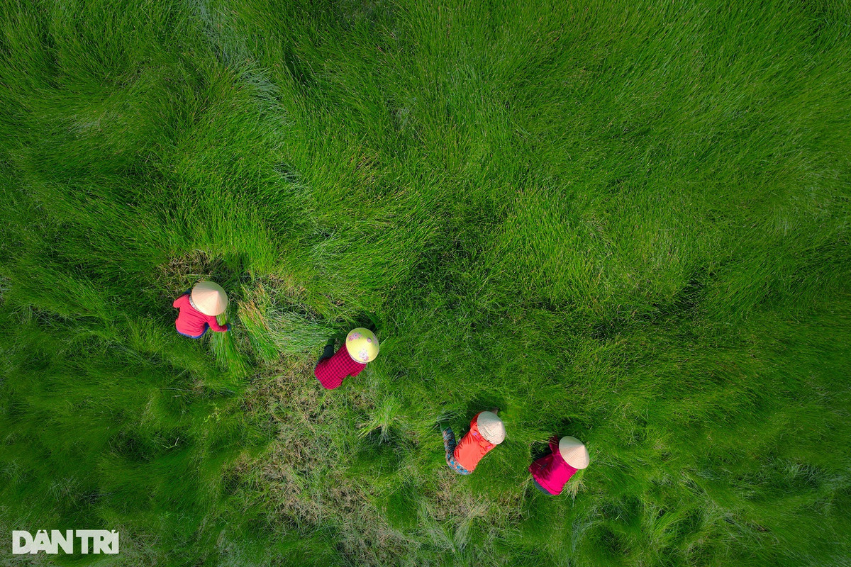 Theo người dân và các nhiếp ảnh gia, khung giờ chụp hình đẹp nhất ở cánh đồng cỏ năng là từ sáng sớm đến 15h chiều. Tùy thời gian trong ngày cộng với ánh nắng sẽ có cảnh cánh đồng cỏ năng khác nhau. Ảnh: Cảnh December.