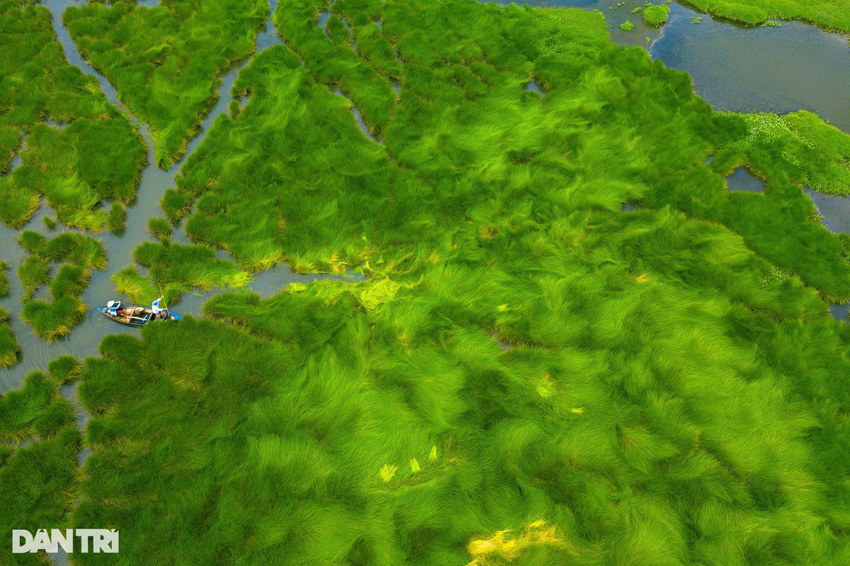 Bà Hoàng Thị Huệ (66 tuổi) sống gần cánh đồng cỏ năng cho biết những tháng mùa hè, rất đông nhiếp ảnh gia đến đây để chụp ảnh. Họ đến đây liên hệ bà để thuê, trâu, bò và người dắt trâu, bò cho các nhiếp ảnh gia sáng tác. Do đó, mỗi dịp hè đến, bà Huệ thường tất bật với công việc "diễn viên" bất đắc dĩ. Công việc này cũng tạo thu nhập cho bà và vài người trong xóm. Ảnh: Cảnh December.