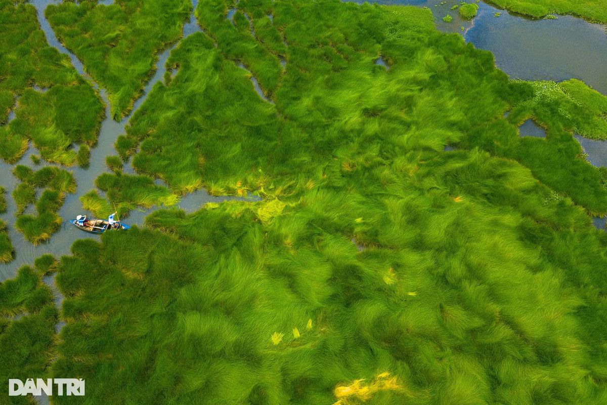 Bà Hoàng Thị Huệ (66 tuổi) sống gần cánh đồng cỏ năng cho biết những tháng mùa hè, rất đông nhiếp ảnh gia đến đây để chụp ảnh. Họ đến đây liên hệ bà để thuê, trâu, bò và người dắt trâu, bò cho các nhiếp ảnh gia sáng tác. Do đó, mỗi dịp hè đến, bà Huệ thường tất bật với công việc "diễn viên" bất đắc dĩ. Công việc này cũng tạo thu nhập cho bà và vài người trong xóm. Ảnh: Cảnh December.