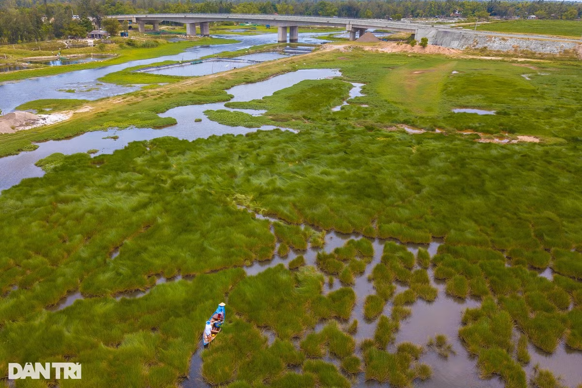 Nằm bên cạnh tuyến đường Võ Chí Công (đường 129) nối từ Hội An vào sân bay Chu Lai, cánh đồng cỏ năng nằm sát bờ sông Trường Giang, thuộc thôn Phước An, xã Bình Hải, huyện Thăng Bình, Quảng Nam. Ảnh: Cảnh December.