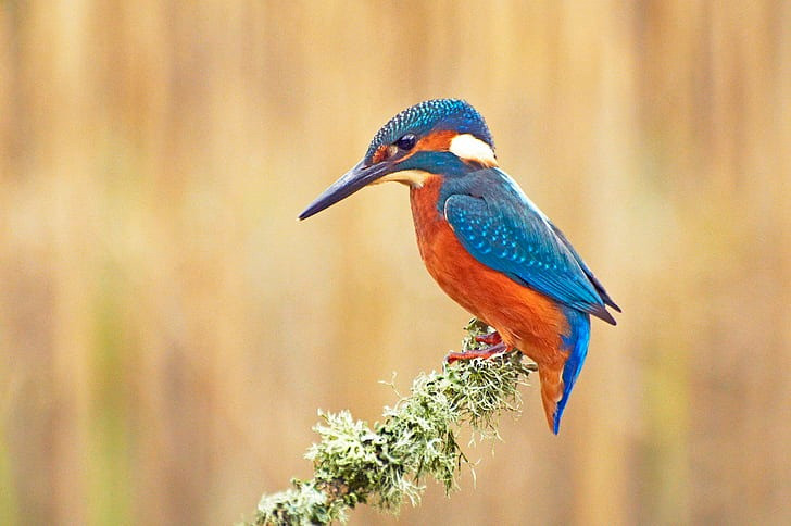 4 con giap thang 8 gap quy nhan, cong viec thuan loi-Hinh-3