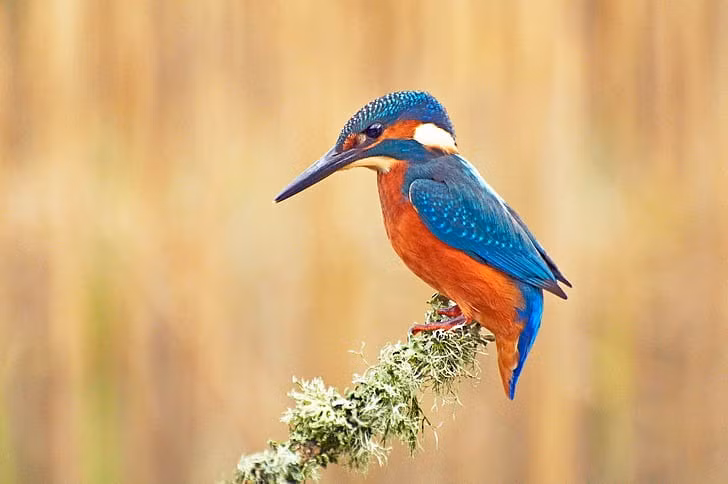 4 con giáp tháng 8 gặp quý nhân, công việc thuận lợi - Hình 3 4 con giap thang 8 gap quy nhan, cong viec thuan loi-Hinh-3