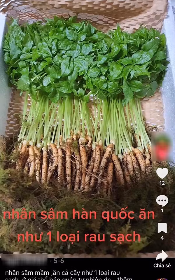 Chuyen gia noi gi ve trao luu an nhan sam mam cai thien suc khoe?
