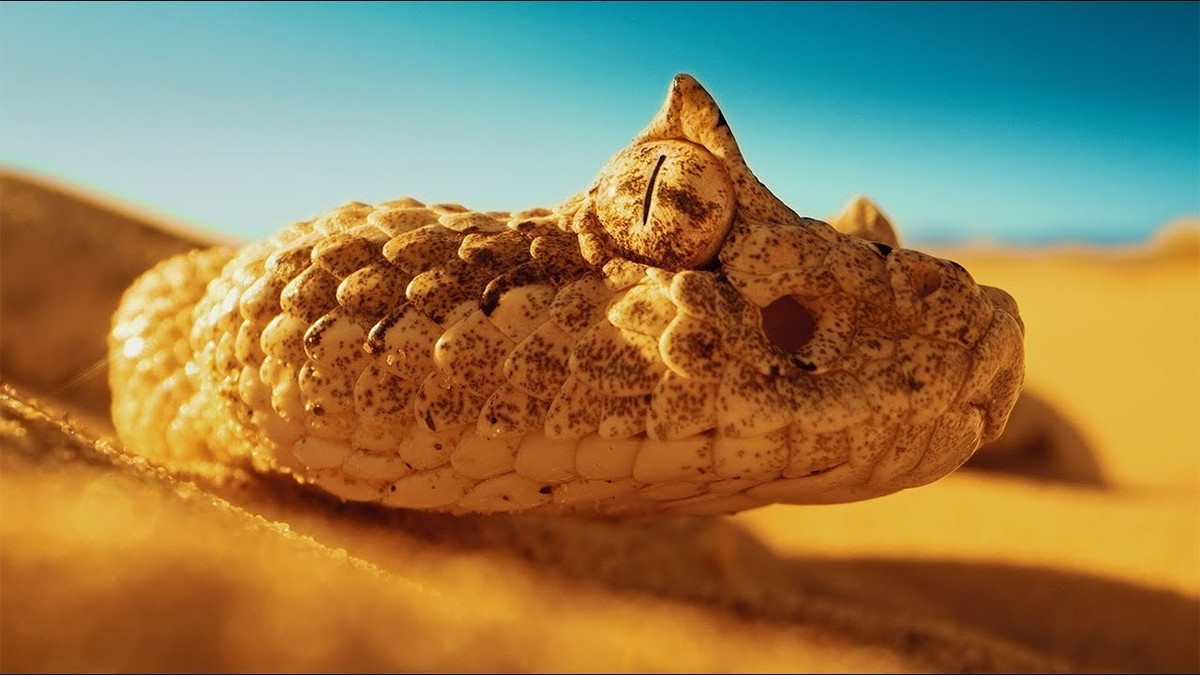  1. Sidewinder - Loài rắn di chuyển nhanh nhất thế giới: Loài rắn Sidewinder (Crotalus cerastes), còn được gọi là rắn chuông sa mạc, nổi tiếng với khả năng di chuyển độc đáo trên cát, khiến nó trở thành một trong những loài rắn nhanh nhất thế giới. 