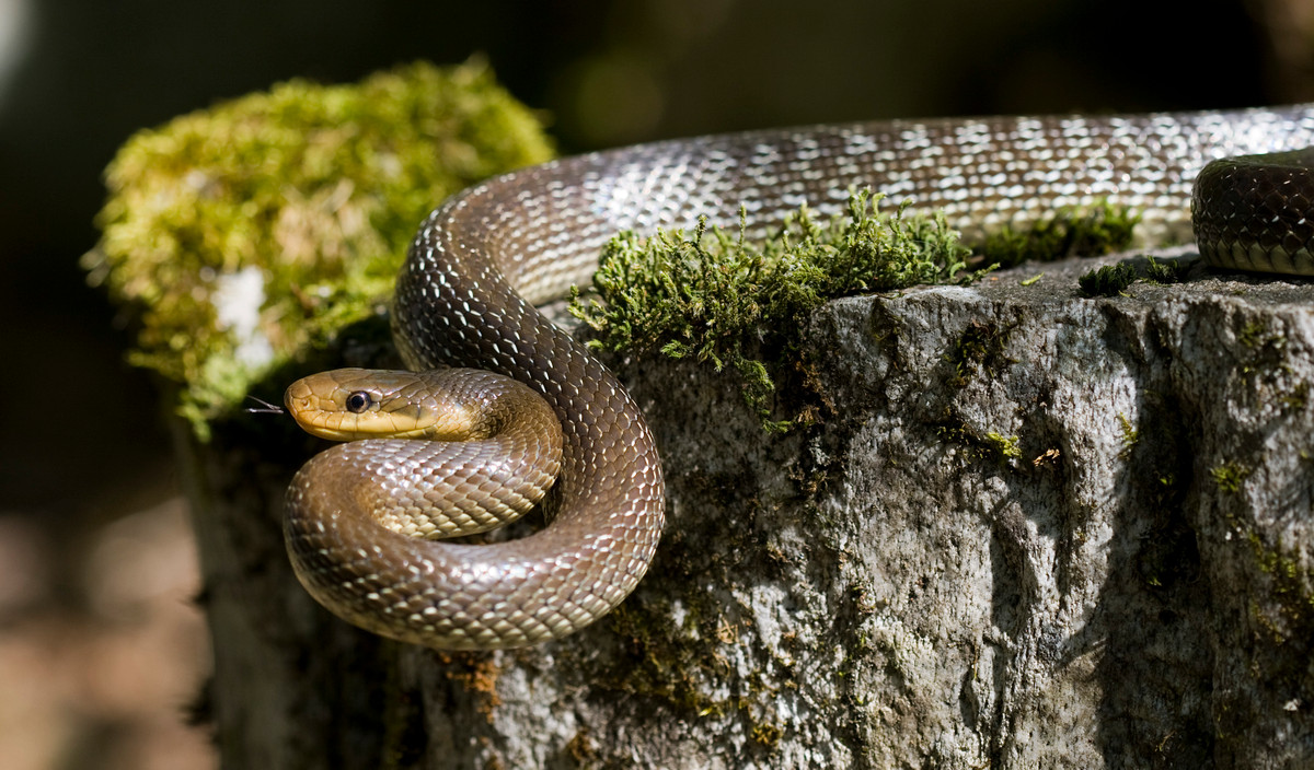  2. Rat Snake - Rắn chuột: Rắn chuột (Elaphe obsoleta), còn được gọi là rắn đen hoặc rắn sọc đen, là một loài rắn phổ biến ở Bắc Mỹ. Loài rắn này không chỉ nổi tiếng bởi kích thước lớn và tính cách hiền lành mà còn bởi tốc độ di chuyển đáng kinh ngạc, khiến nó trở thành kẻ săn mồi hiệu quả trong môi trường sống của mình.