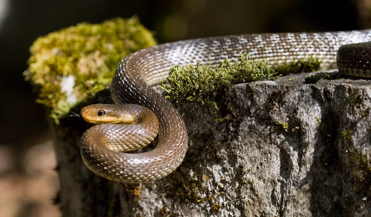 2. Rat Snake - Rắn chuột: Rắn chuột (Elaphe obsoleta), còn được gọi là rắn đen hoặc rắn sọc đen, là một loài rắn phổ biến ở Bắc Mỹ. Loài rắn này không chỉ nổi tiếng bởi kích thước lớn và tính cách hiền lành mà còn bởi tốc độ di chuyển đáng kinh ngạc, khiến nó trở thành kẻ săn mồi hiệu quả trong môi trường sống của mình.