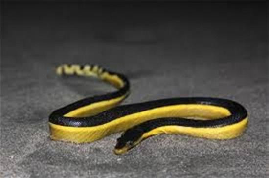  5. Rắn biển bụng vàng - Loài rắn nhanh nhất dưới nước: Rắn biển bụng vàng (Hydrophis donaldi) là một trong những loài rắn biển nổi tiếng và độc đáo. Tên khoa học của nó là Pelamis, và chúng phân bố rộng rãi ở khu vực Thái Bình Dương, đặc biệt là ở vùng nhiệt đới và cận nhiệt đới. Môi trường sống của rắn biển bụng vàng là ở vùng nước ấm, từ 16 đến 30 độ C. 