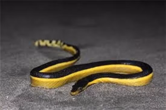  5. Rắn biển bụng vàng - Loài rắn nhanh nhất dưới nước: Rắn biển bụng vàng (Hydrophis donaldi) là một trong những loài rắn biển nổi tiếng và độc đáo. Tên khoa học của nó là Pelamis, và chúng phân bố rộng rãi ở khu vực Thái Bình Dương, đặc biệt là ở vùng nhiệt đới và cận nhiệt đới. Môi trường sống của rắn biển bụng vàng là ở vùng nước ấm, từ 16 đến 30 độ C. 