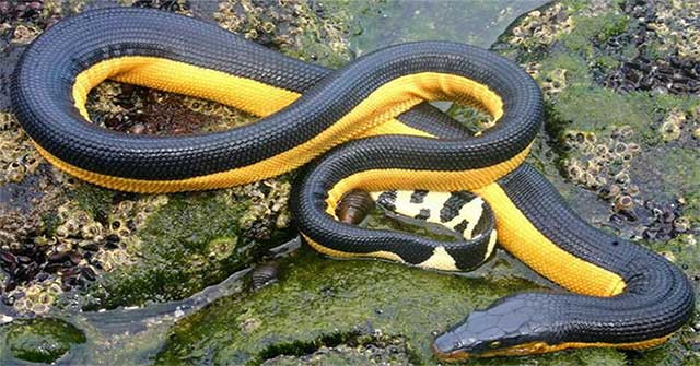  Rắn biển bụng vàng sở hữu thân hình mảnh mai, dài tới 3 mét, giúp nó di chuyển dễ dàng trong môi trường nước. Chiếc đuôi dẹt của nó hoạt động như mái chèo, tạo ra lực đẩy mạnh mẽ giúp rắn di chuyển với tốc độ đáng kinh ngạc lên đến 15 dặm/giờ (24 km/h). Khả năng bơi lội này giúp rắn biển bụng vàng vượt qua các quãng đường dài một cách dễ dàng, di chuyển từ đại dương này sang đại dương khác và săn mồi hiệu quả.