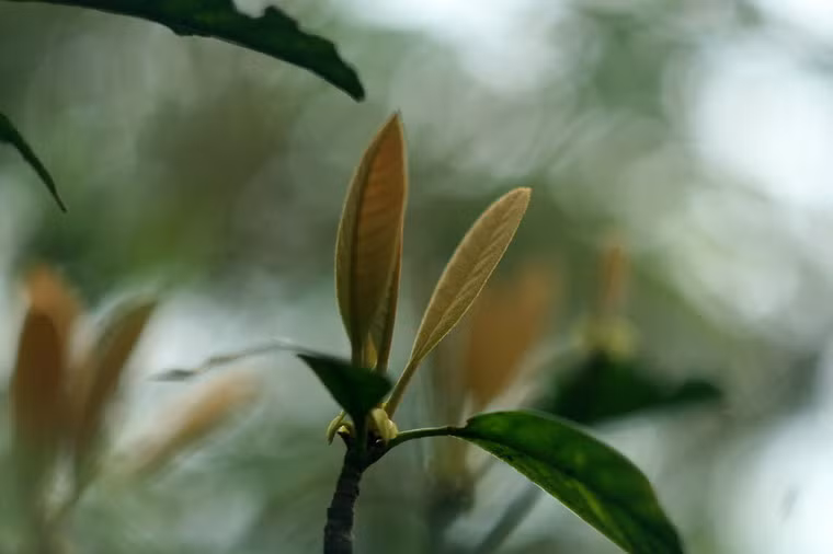 Vươn lên đón nắng.