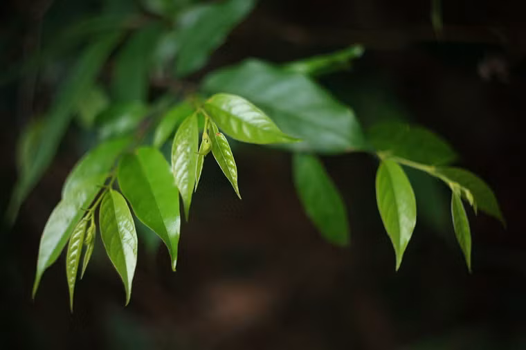 Những ngày đầu năm mới này, nhiều loài cây ở đất Phật Yên Tử đang đâm chồi nảy lộc trong nắng xuân...