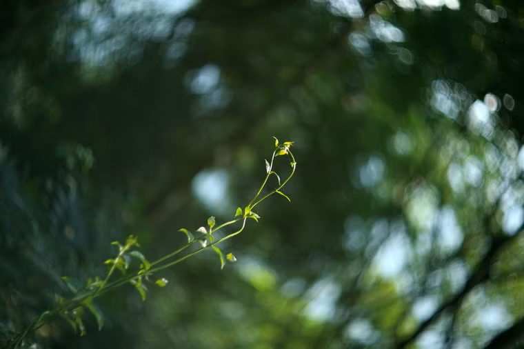 Đan quyện lấy nhau.