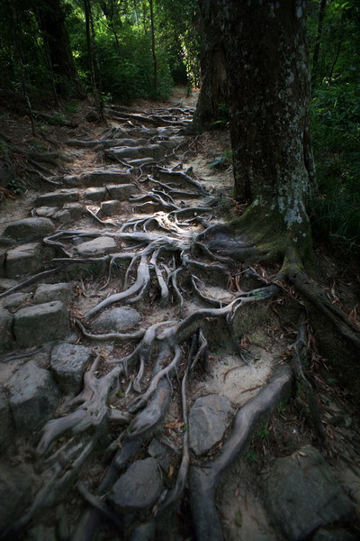 Đường tùng là một lối mòn cổ xưa mang dáng vẻ kỳ thú, nằm song song với đường Trúc trên hành trình dẫn đến chùa Hoa Yên.