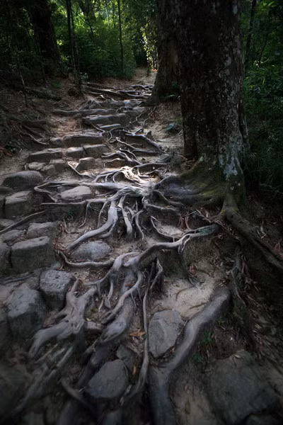 Đường tùng là một lối mòn cổ xưa mang dáng vẻ kỳ thú, nằm song song với đường Trúc trên hành trình dẫn đến chùa Hoa Yên.