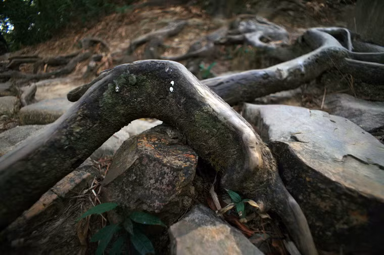 Dọc theo con đường gập ghềnh, những bộ rễ cổ quái của hàng cổ tùng nằm hai bên đường trồi lên khỏi mặt đất, đan quyện với những phiến đá lát đường có tuổi đời hàng thế kỷ.