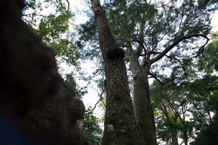 Giai thoại kể rằng, chính Phật hoàng Trần Nhân Tông là người phát hiện ra giống tùng đỏ rất lạ chỉ có ở Yên Tử nên đã tự tay gây dựng thành rừng tùng từ cách đây hơn 700 năm. Theo quan niệm của người phương Đông, cây tùng tượng trưng cho ý chí của bậc trượng phu luôn luôn đứng thẳng, vươn cao, không luồn cúi.