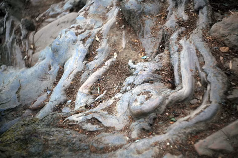 Sự ngẫu nhiên của tạo hóa đã biến rễ tùng trở thành bậc thang nâng đỡ bước chân của vô số lượt khách hành hương trong hàng trăn năm qua. Có những chỗ, rễ cây bị bàn chân của người hành hương bào mòn theo năm tháng, trở nên nhẵn bóng như đá.