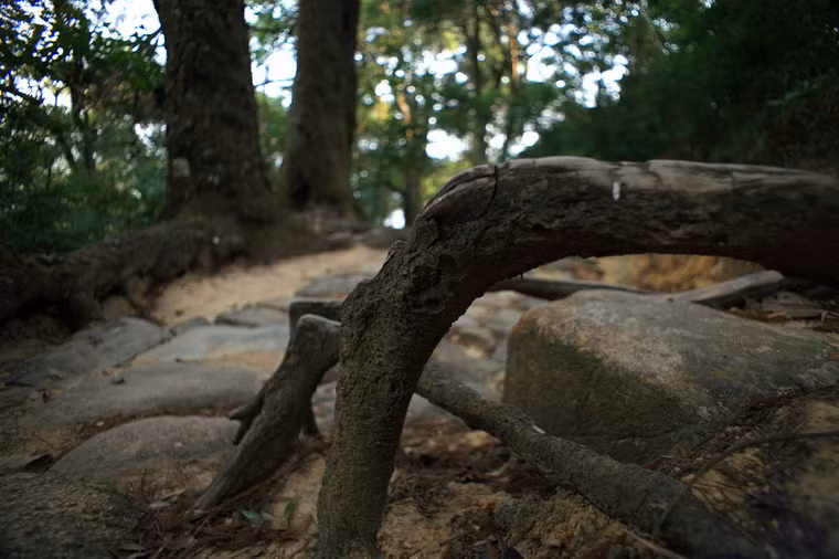 Luôn xanh tốt bốn mùa, sống bền bỉ trong môi trường khắc nghiệt nên tùng cũng là biểu tượng cho khí phách kiên cường, không sợ hiểm nguy trước những thử thách của thiên nhiên và cuộc đời.