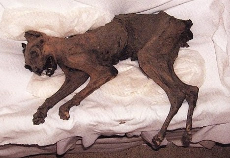 Một con Raiju khác được bảo quản ở đền Saishoji, tỉnh Niigata.