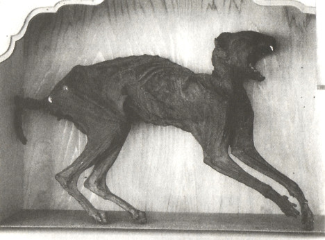 Xác ướp của một con Raiju ở đền Yuzanji. Theo quan niệm dân gian của người Nhật, đây là sinh vật có hình dáng giống mèo với đôi mắt rất to, chân dài hơn mèo bình thường. Nó đến từ bầu trời và có khả năng tạo ra sấm sét.