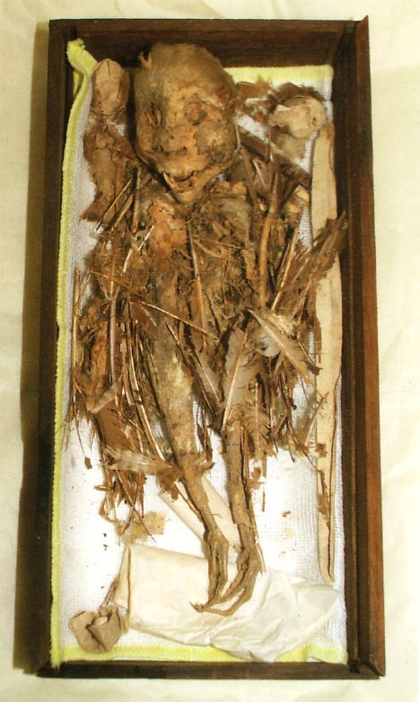 Bảo tàng Hochinohe thuộc tỉnh Aomori đang bảo tồn một xác ướp Tengu - sinh vật có đầu người và cánh với lông vũ, chân của chim. Người Nhật cho rằng, Tengu có nguồn gốc ở Nobeoka, tỉnh Miyazaki. Chúng được mô tả trong thư tịch cổ của Nhật như một loài ác quỷ nguy hiểm.