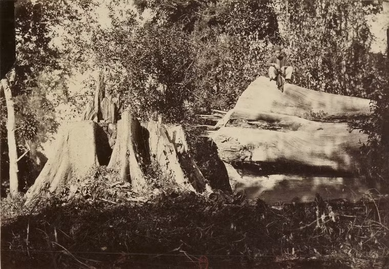 Thân cây bằng lăng cổ thụ bị đốn hạ ở rừng Phước Linh.