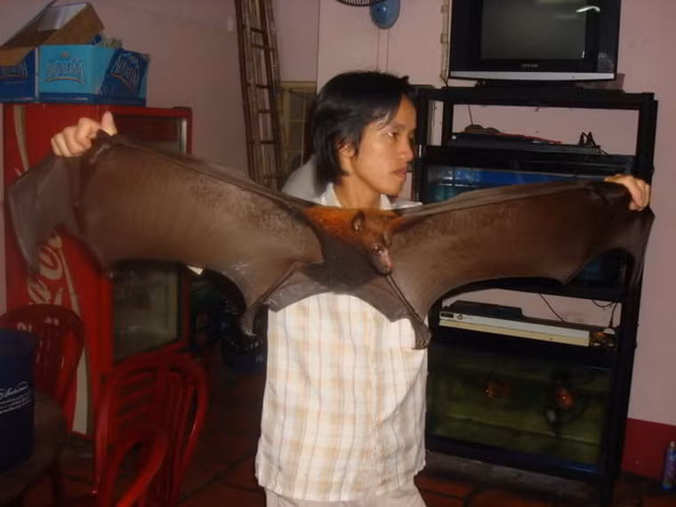 Dơi ngựa là loài dơi khổng lồ có thể nặng đến 1kg, sải cánh dài hơn 1m, có thịt tuyệt ngon. Với giá 3 triệu đồng/kg, đây là món đặc sản chỉ dành cho những người có tiền.
