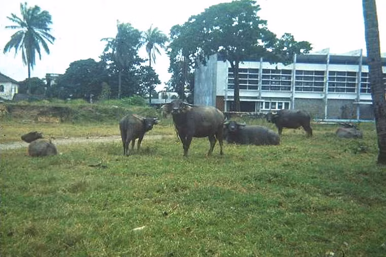Đàn trâu nghỉ ngơi trên một bãi cỏ ở thành phố Huế.
