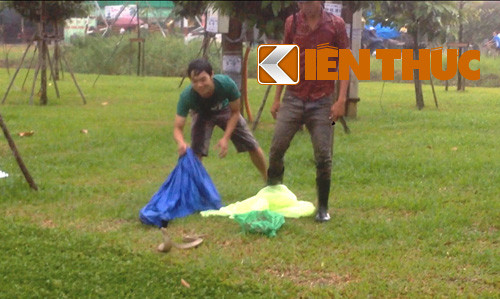 Con rắn hổ vô cùng hung dữ khi liên tục ngốc đầu, há miệng chờ mổ người truy bắt...