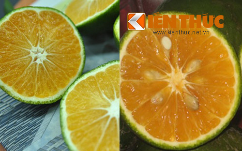 Theo ông Vinh, cam Hà Giang chỉ bắt đầu thu hoạch vào tháng 12 dương lịch hằng năm, tức là còn khoảng hai tháng nữa mới vào mùa. Cách để nhận biết cam Hà Giang là khi chín quả màu vàng, cùi dày, vị ngọt thơm, có hạt. Còn cam xanh Trung Quốc quả to, mọng nước, và thường không có hạt.