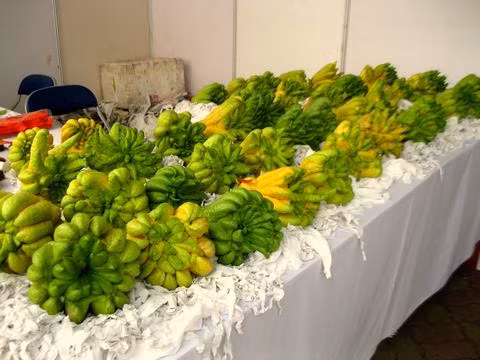 Ngoài hàng lưu niệm thì các loại quả Tết như phật thủ, bưởi cũng xuất hiện tại hội chợ.