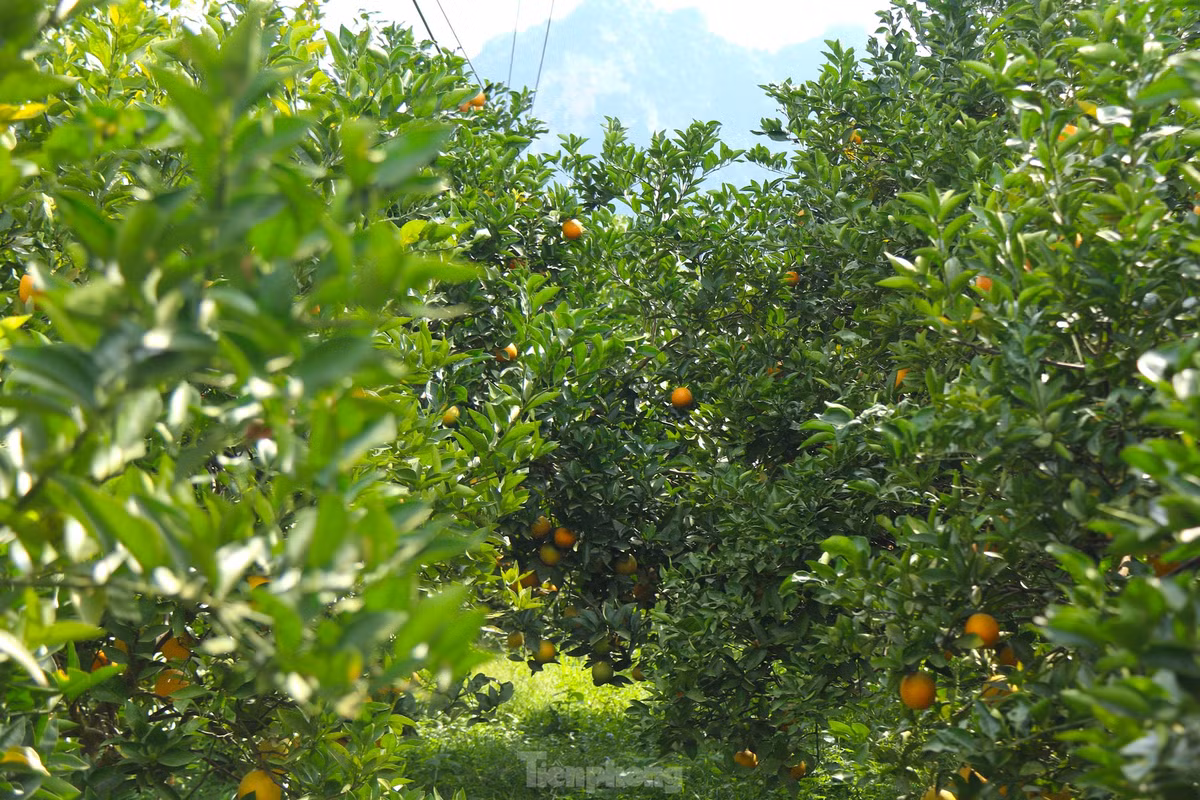 Những ngày cuối năm, người nông dân ở vùng trồng cam Cao Phong phấn khởi bởi cam năm nay được mùa, được giá.