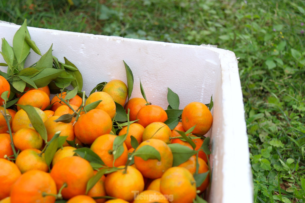 Chất lượng và sản lượng vượt trội của cam Cao Phong năm nay.