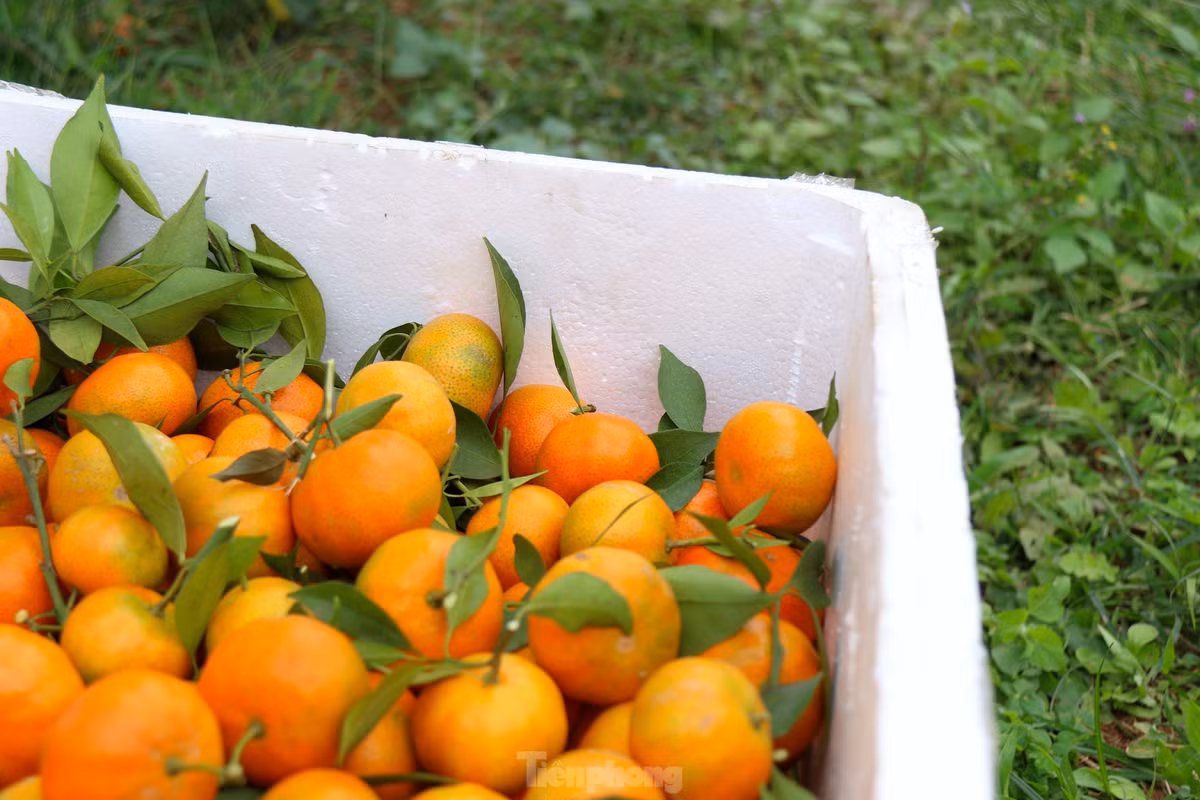 Chất lượng và sản lượng vượt trội của cam Cao Phong năm nay.