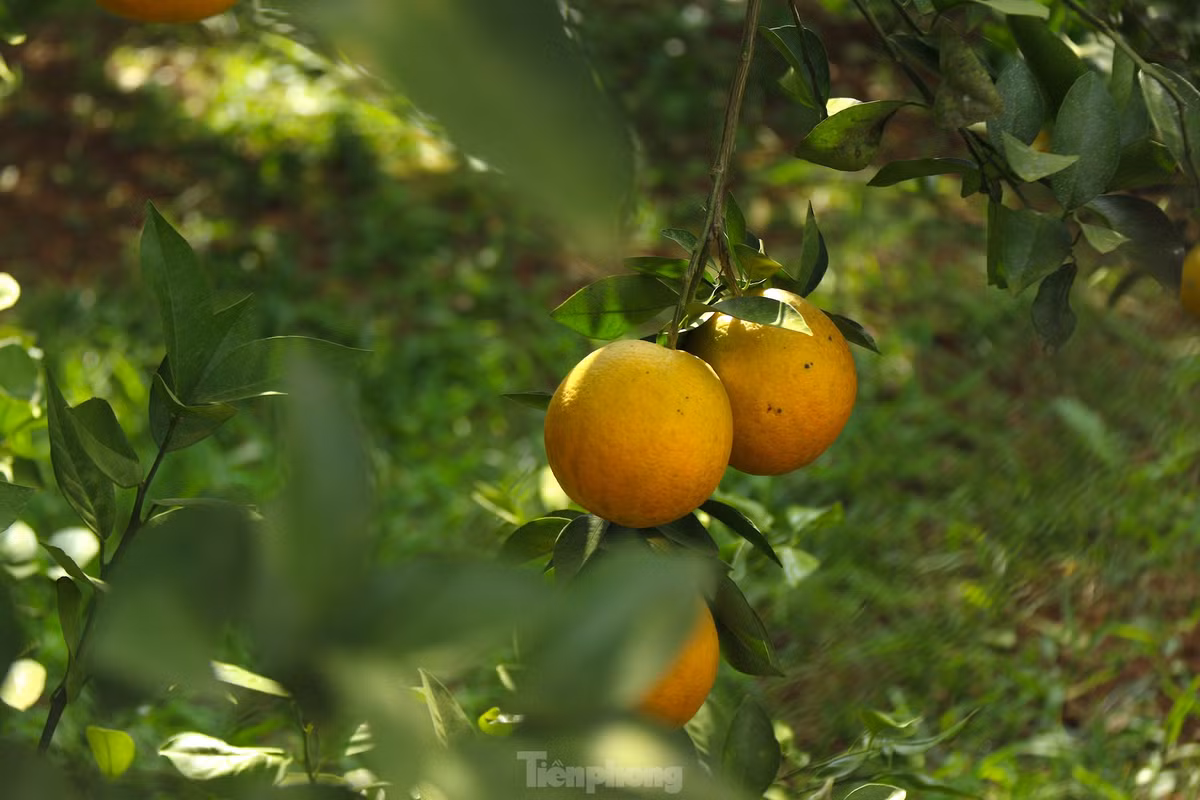 Theo thông tin của Chi cục Trồng trọt và Bảo vệ Thực vật tỉnh Hoà Bình, sau 40 năm, Hòa Bình mới tái xuất khẩu lại được 7 tấn cam sang thị trường Anh. Riêng trong năm 2024, địa phương đang có kế hoạch xuất khẩu 25 tấn sản phẩm để chào thị trường Malaysia.