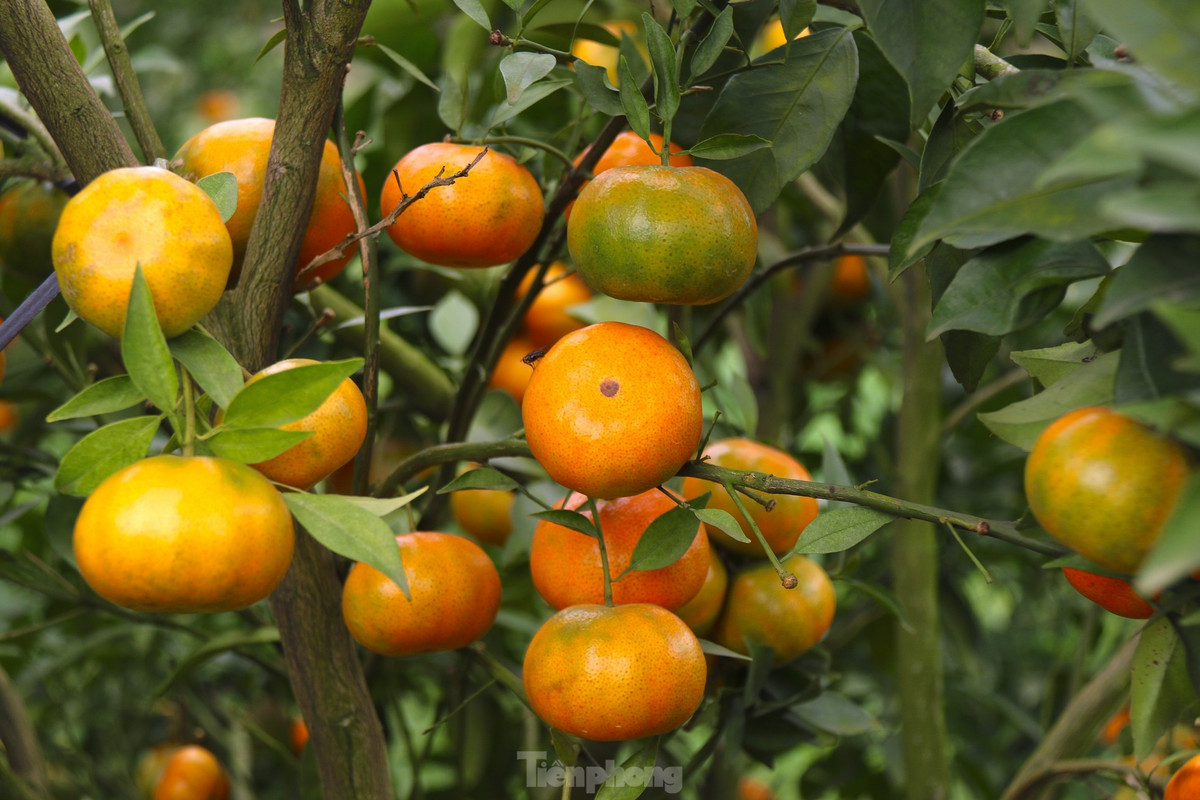 Theo ông Nguyễn Hồng Yến, Chi cục Trưởng Chi cục Trồng trọt và Bảo vệ Thực vật tỉnh Hoà Bình, toàn huyện Cao Phong có 1800 ha cây có múi cả cam và bưởi, quýt, chanh, chiếm phần lớn là cây cam với diện tích 1500 ha. Trong năm 2024, địa phương duy trì sản lượng trên 105 nghìn tấn. "Trong vòng 2 năm trở lại đây có nhiều diện tích tại địa phương đã được tái canh và đang ổn định, có xu hướng phát triển. Mục tiêu 1500 ha đến hết 2025 là hoàn toàn đạt được với những cánh đồng mẫu với quy mô của cái vườn nó thuần loài", ông Yến nhận định.