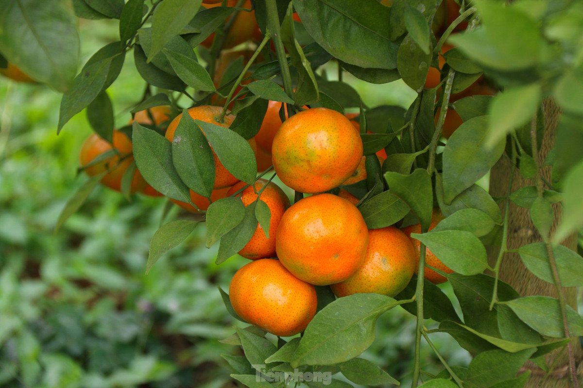 Những quả cam sạch được trồng hữu cơ có mẫu mã bắt mắt tại các vườn cam ở Hoà Bình.