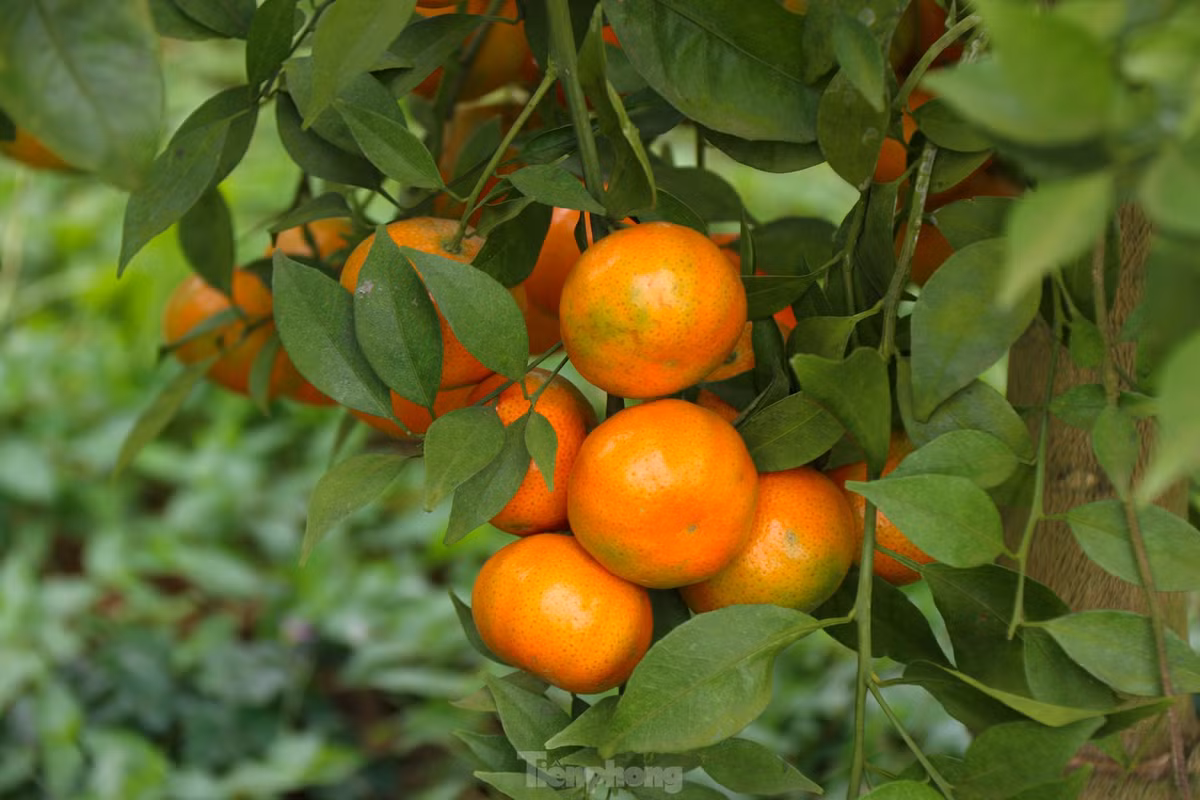 Những quả cam sạch được trồng hữu cơ có mẫu mã bắt mắt tại các vườn cam ở Hoà Bình.